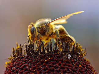 Bee Pollenating